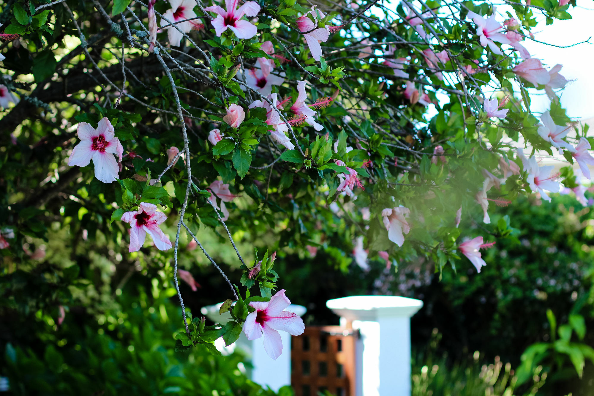 Whispering Oaks Guest House George Buitenkant foto